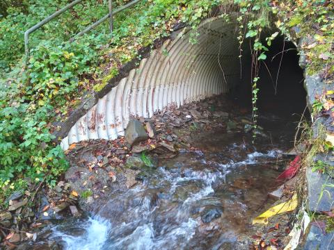 Mündung Brachtenbecke